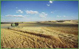 agriculture marketing research